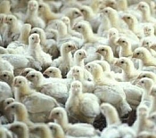 chickens